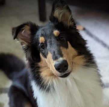 Leo the Rough Collie from Brookwood