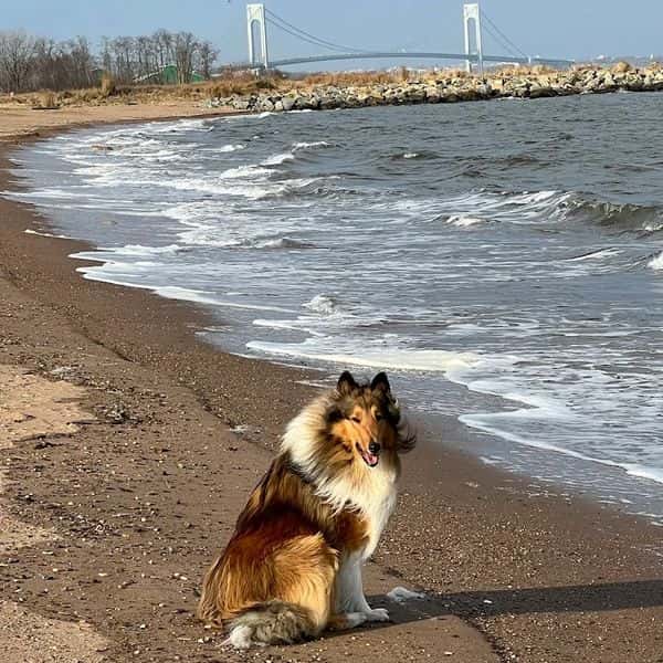 Katie the Rough Collie on a beach