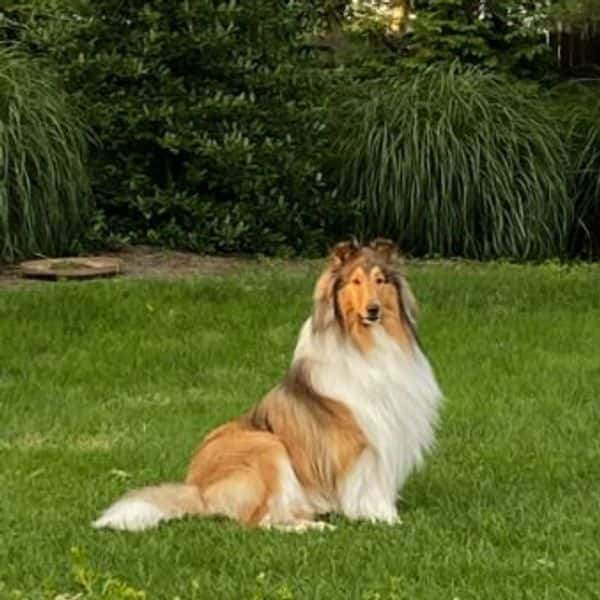 Rough Collie from Brookwood