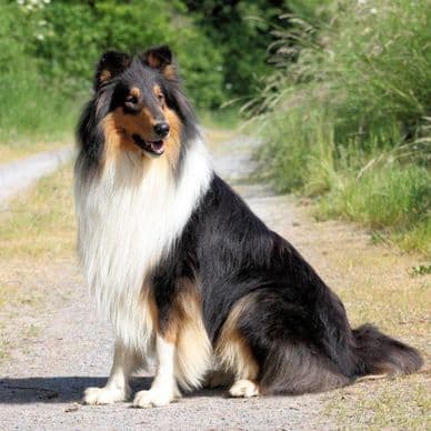 Rough Collie export - Sherman