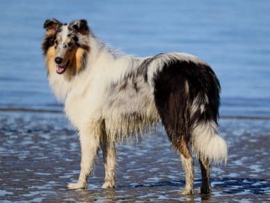 Rough Collie export - Spencer