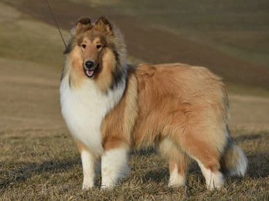 Brookwood Devotion Deluxe