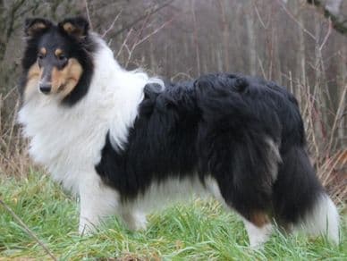 Rough Collie export - Falysha