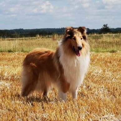 Rough Collie export - Aubrey